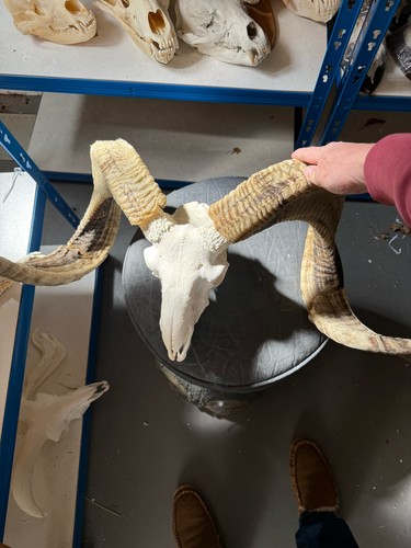 Huge horned ram this big - is,
